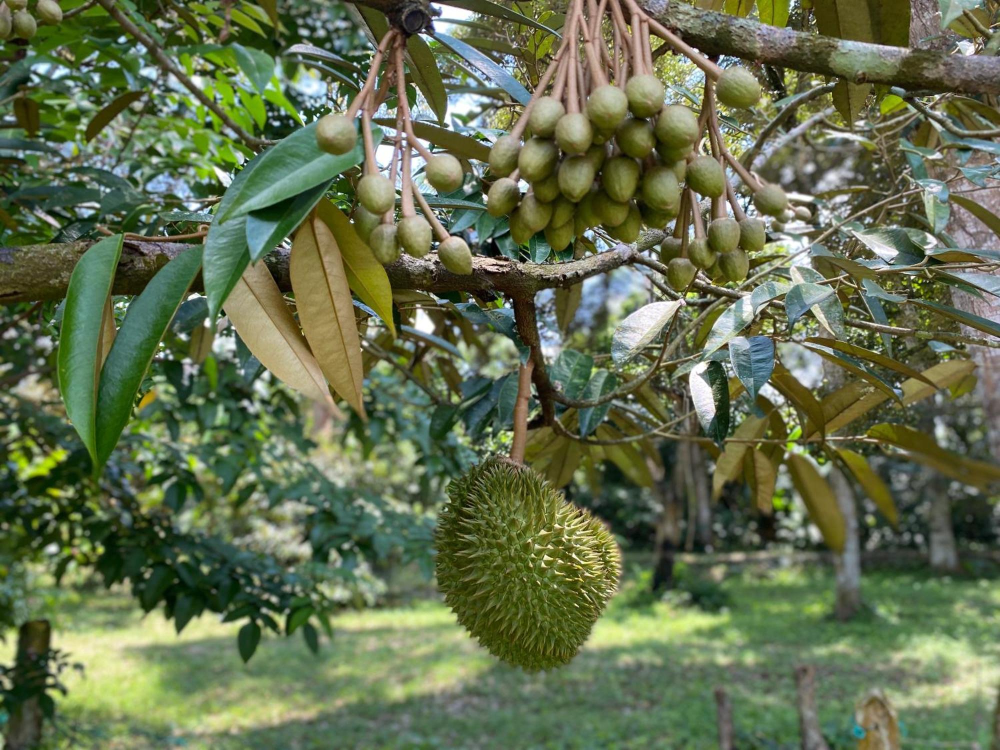 Willa Kebun Puisi Kajang Zewnętrze zdjęcie